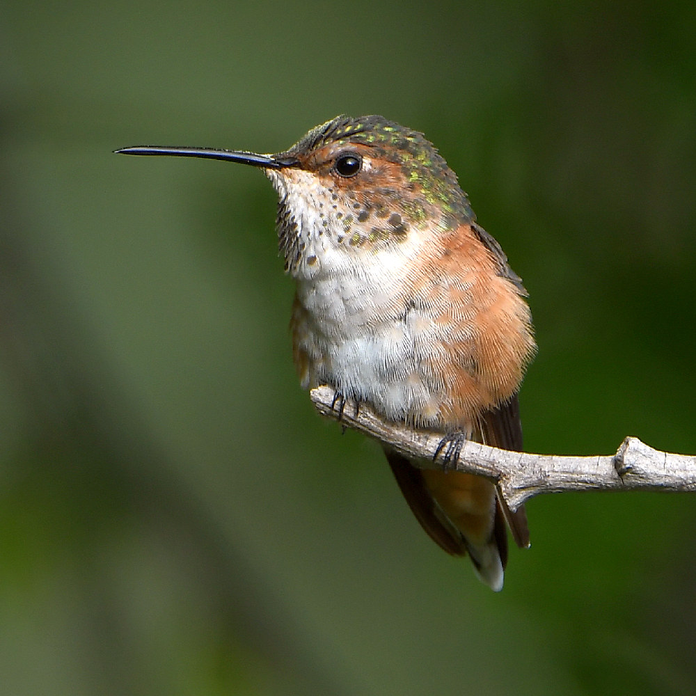 Hummer3.jpg
