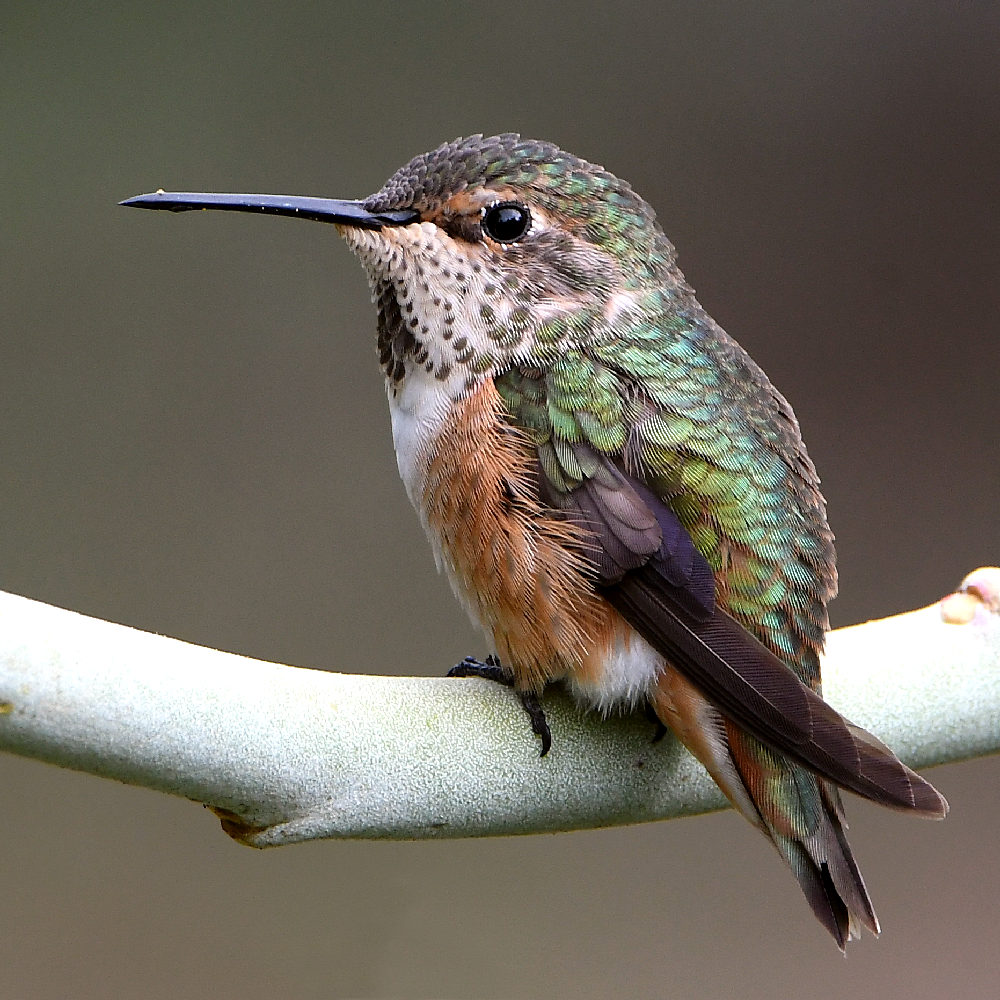 Hummer3.jpg