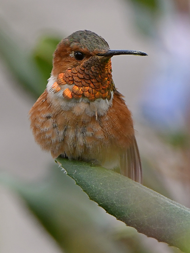 Hummer3.jpg