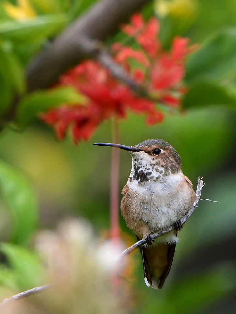 Hummer3.jpg
