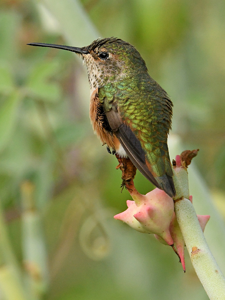 Hummer3.jpg