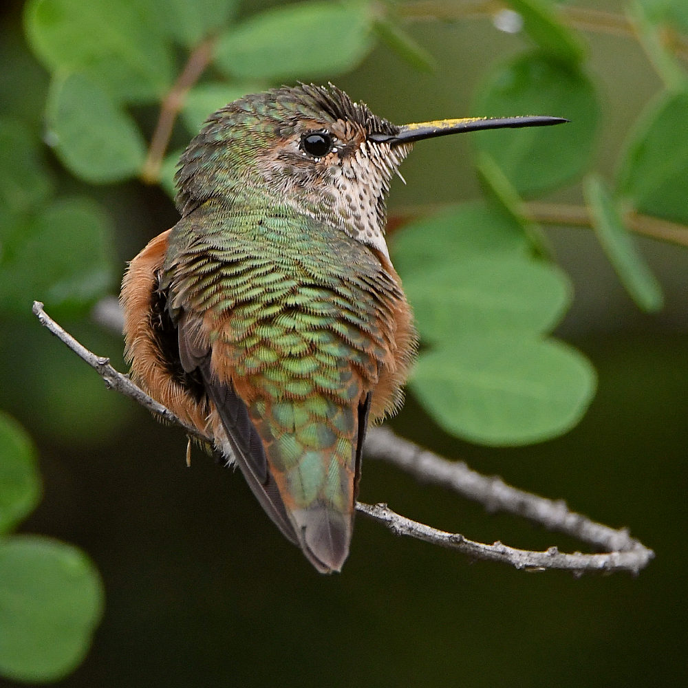 Hummer3.jpg