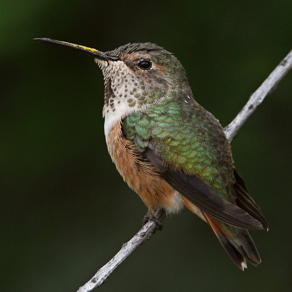 Hummer3.jpg
