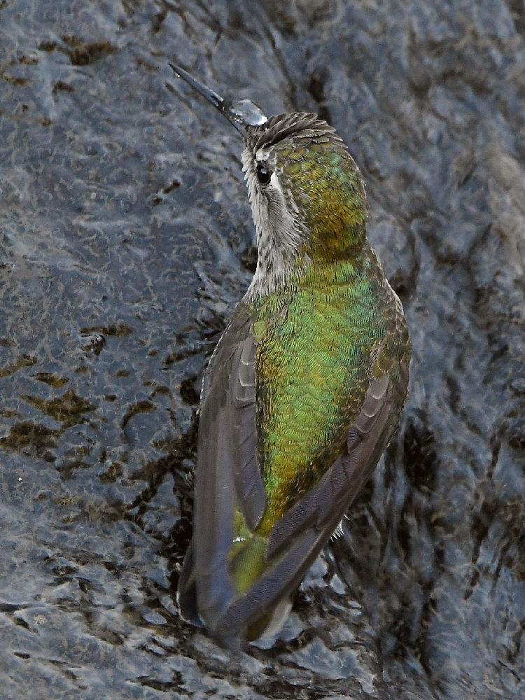 Hummer3.jpg