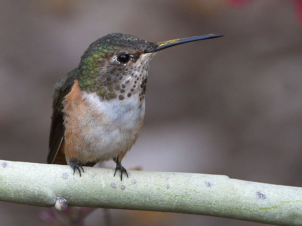 Hummer3.jpg