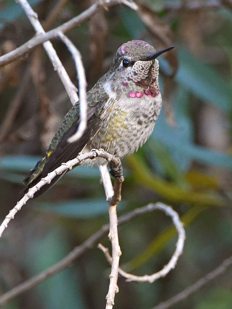 Hummer3.jpg