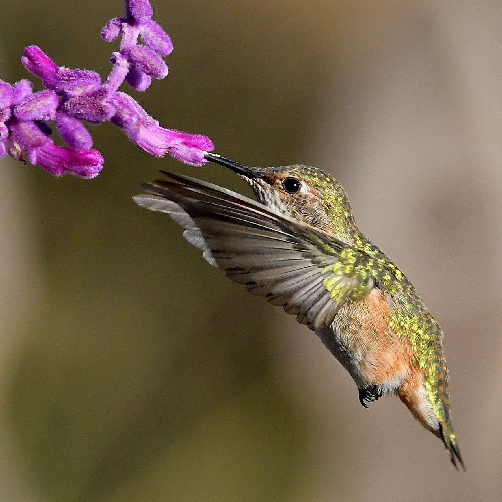 Hummer3.jpg