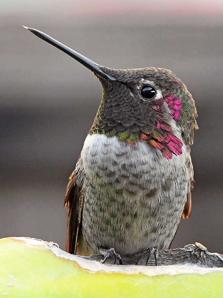 Hummer3.jpg