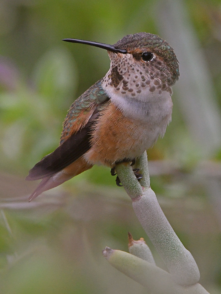 Hummer3.jpg
