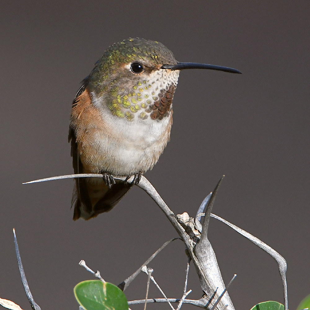 Hummer3.jpg