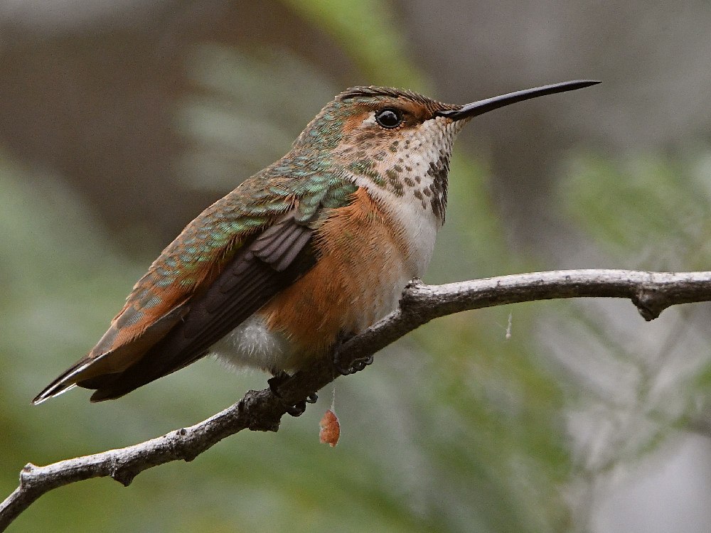 Hummer3.jpg