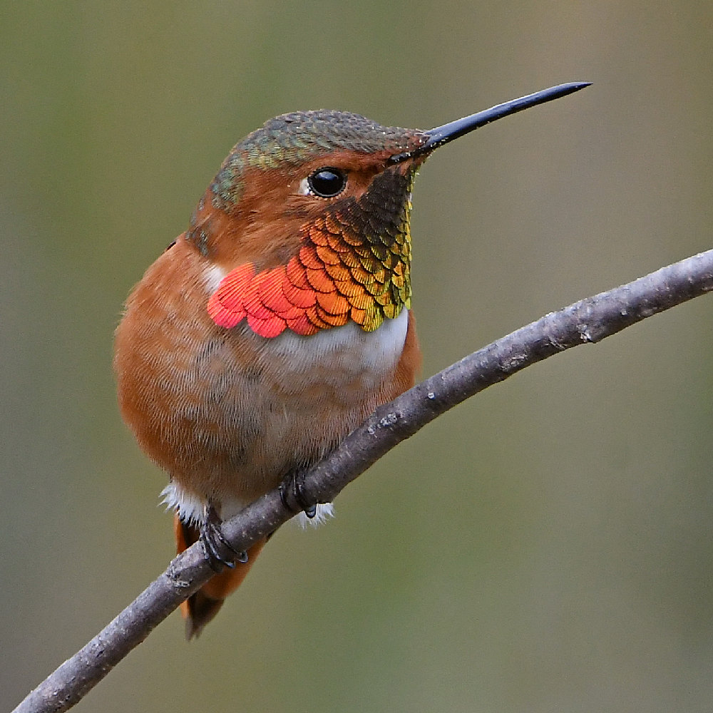 Hummer3.jpg