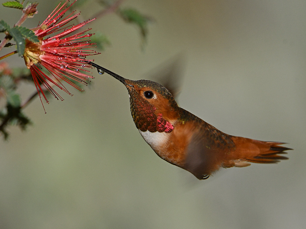 Hummer3.jpg