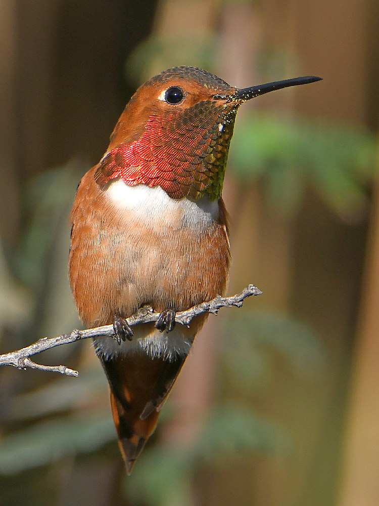 Hummer3.jpg