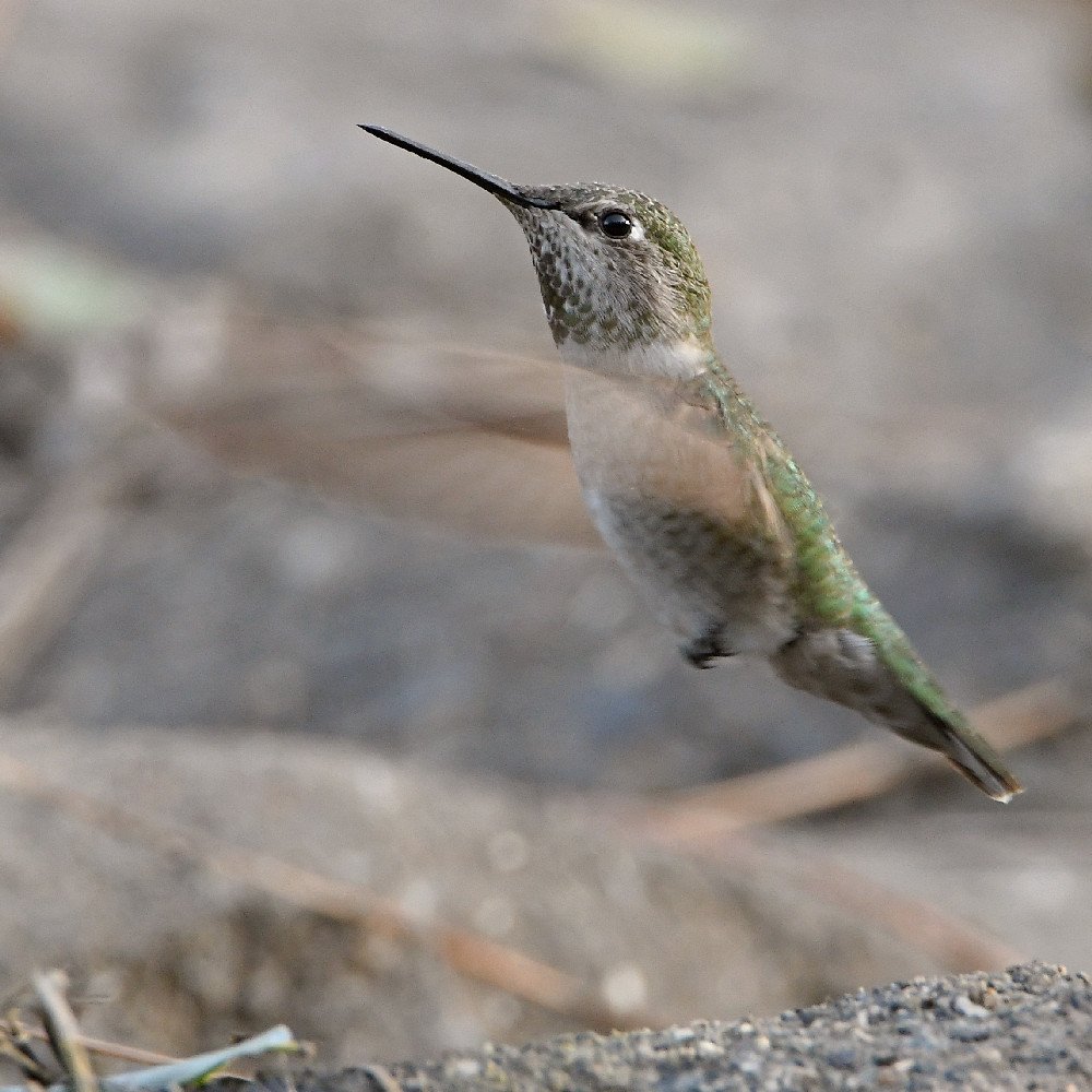 Hummer3.jpg