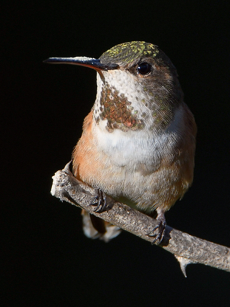 Hummer3.jpg
