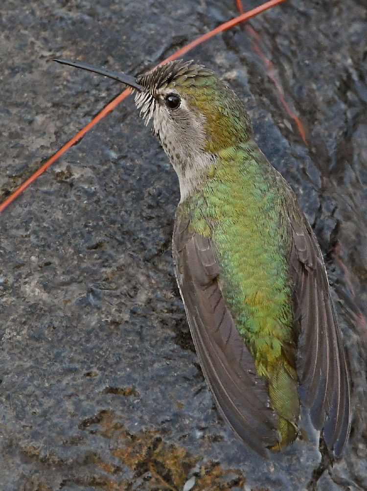 Hummer3.jpg