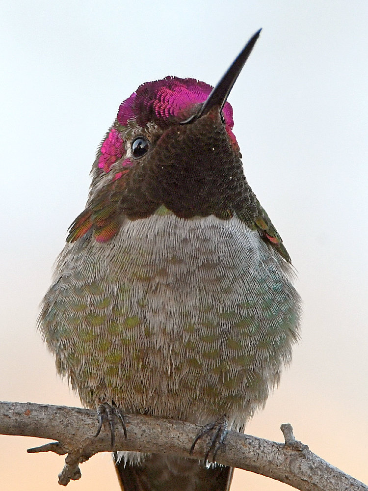 Hummer3.jpg