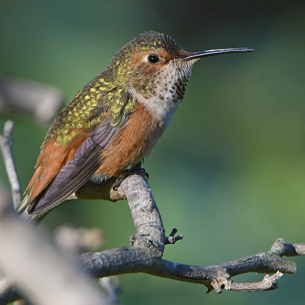 Hummer3.jpg