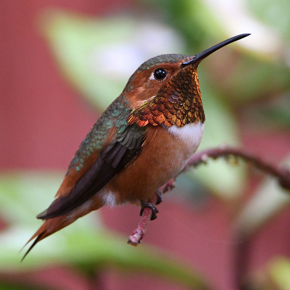 Hummer3.jpg