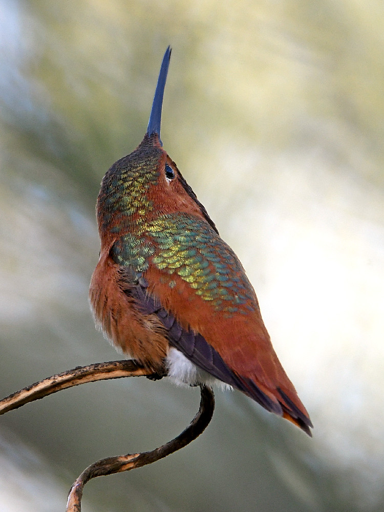 Hummer3.jpg