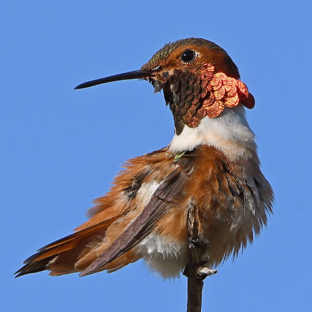 Hummer3.jpg