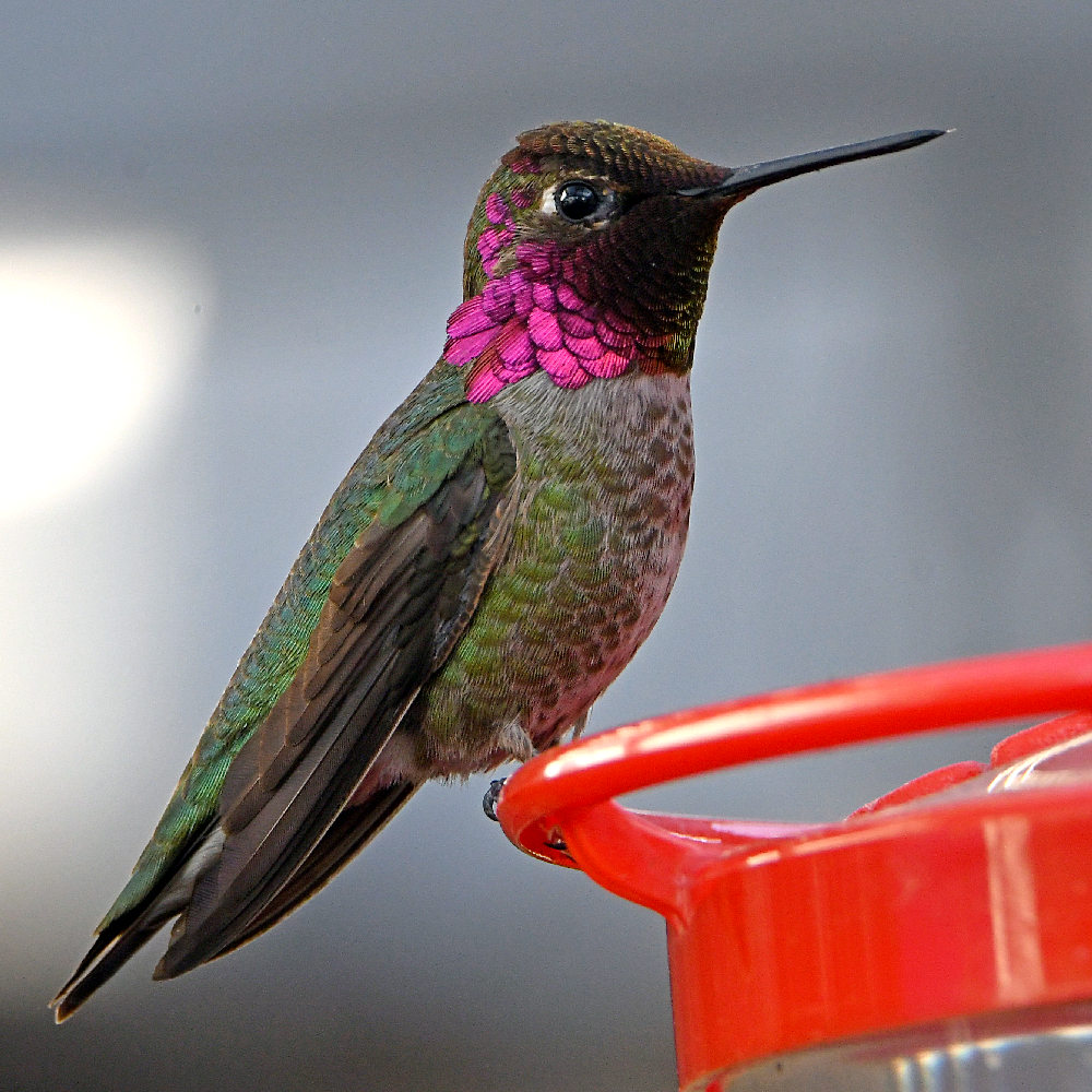 Hummer3.jpg