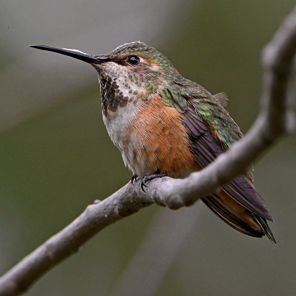 Hummer3.jpg