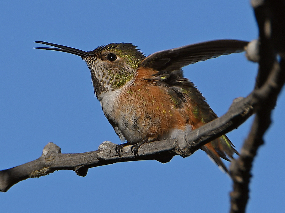 Hummer3.jpg