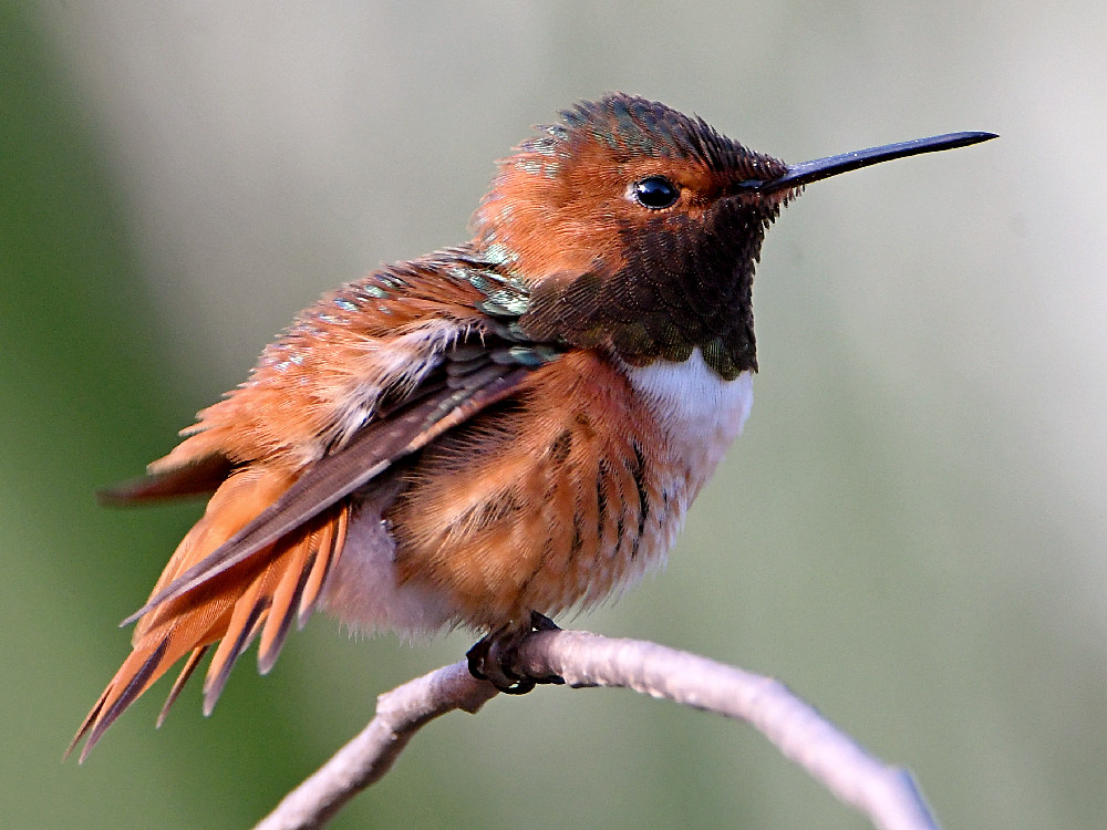 Hummer3.jpg