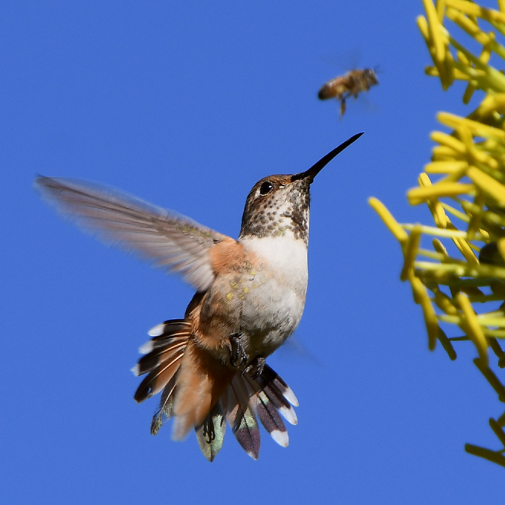 Hummer3.jpg
