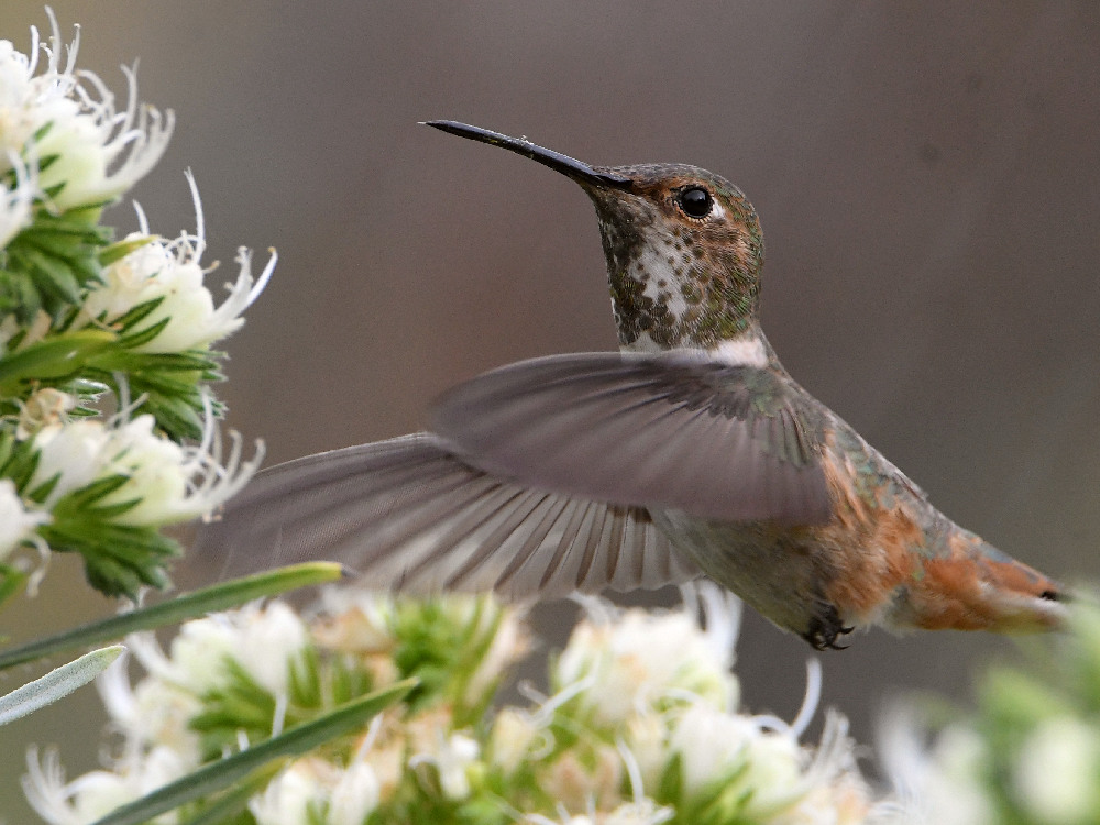 Hummer3.jpg