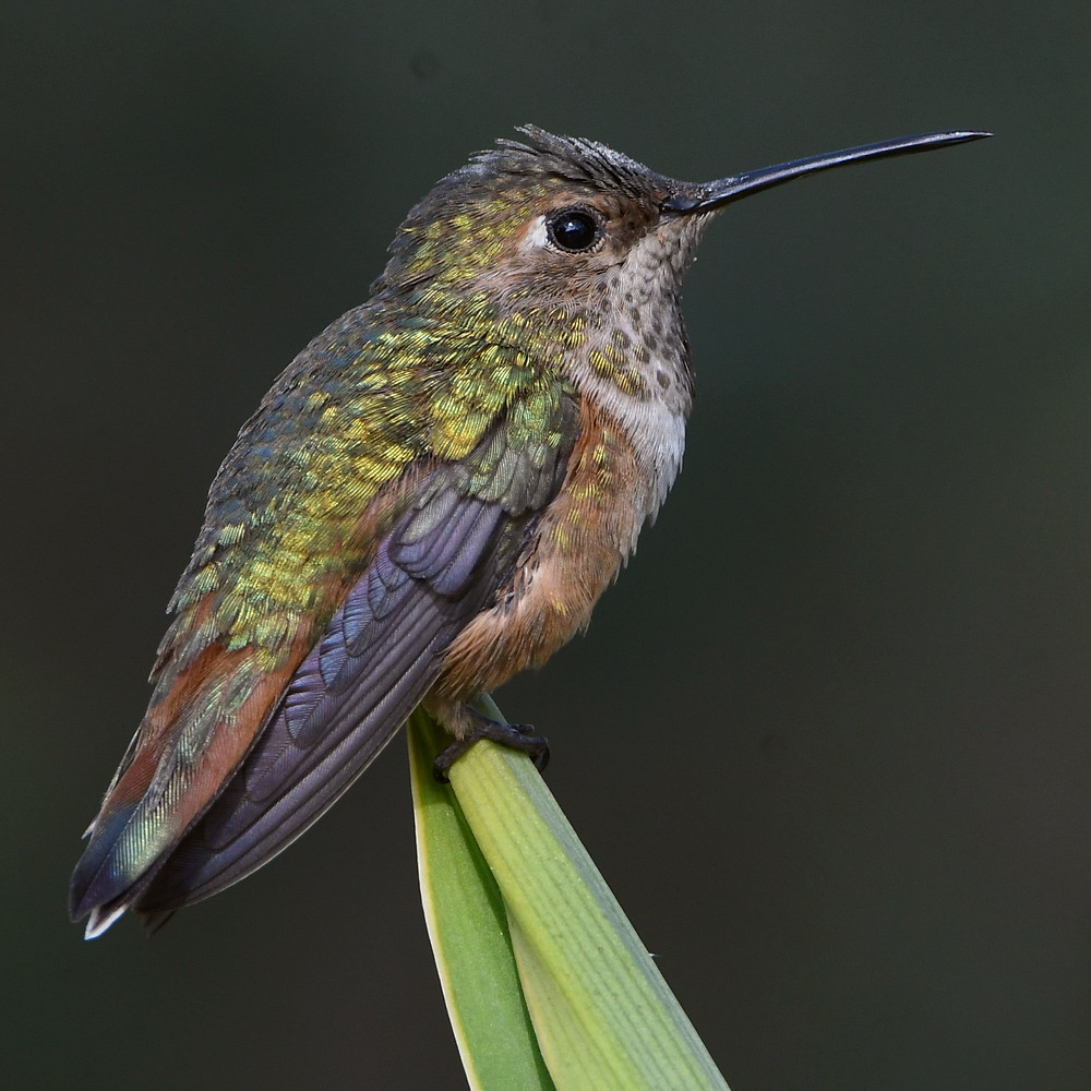 Hummer3.jpg