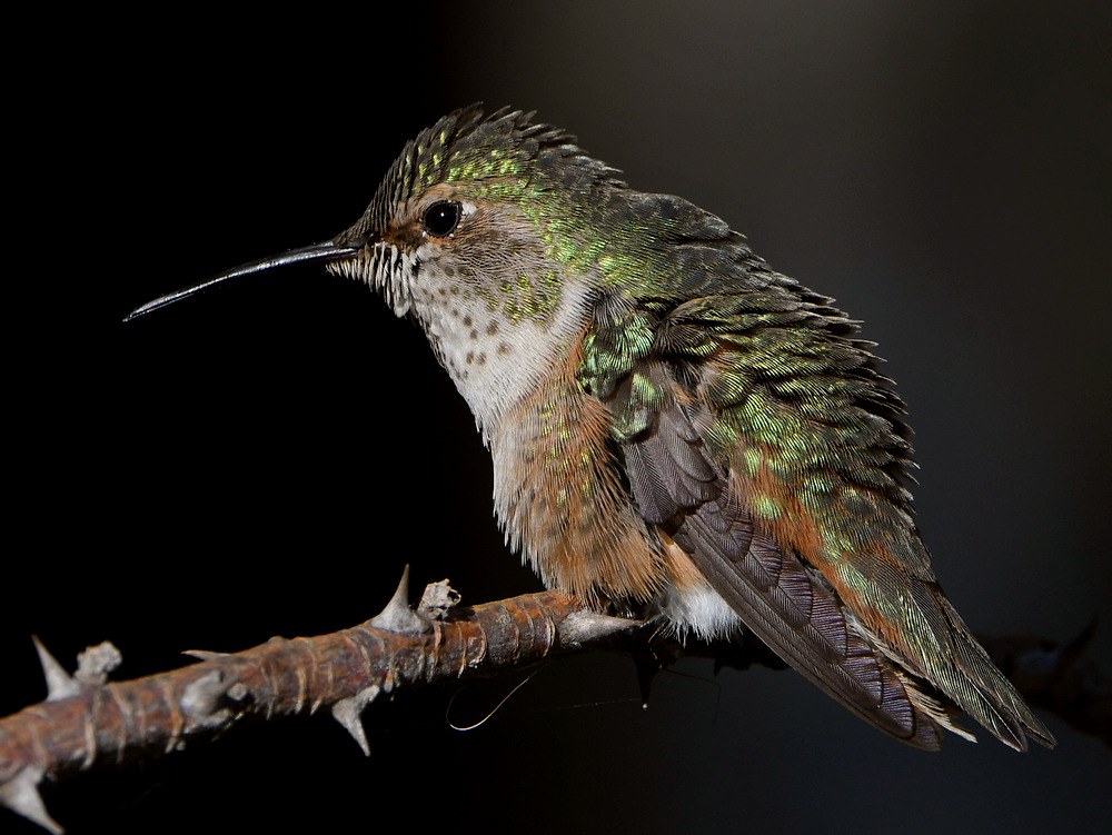 Hummer3.jpg