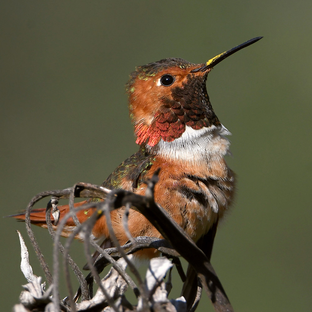 Hummer3.jpg
