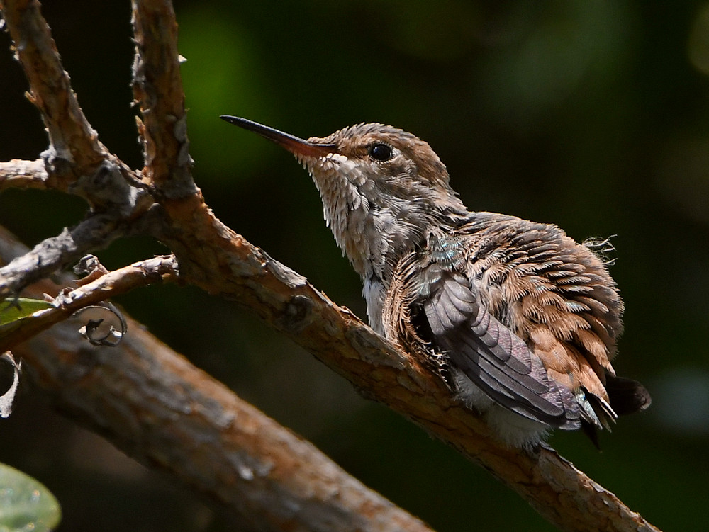 Hummer3.jpg