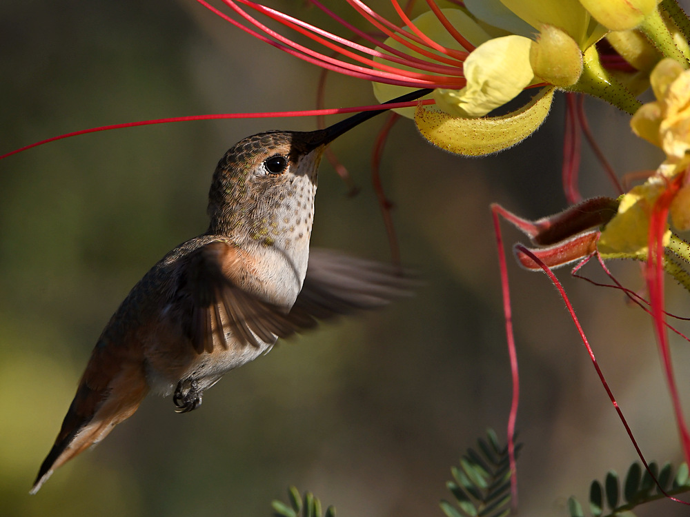 Hummer3.jpg