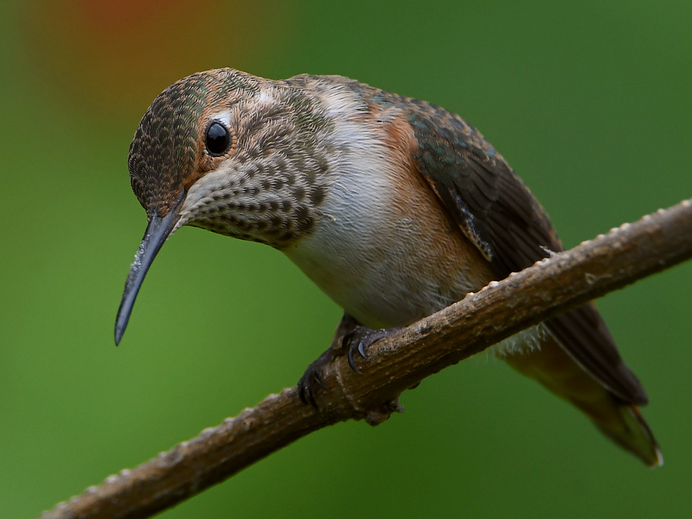 Hummer3.jpg