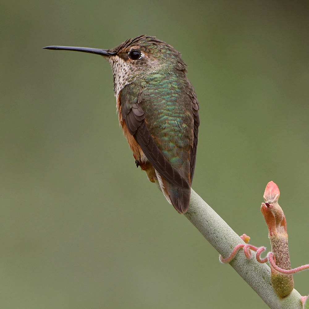 Hummer3.jpg