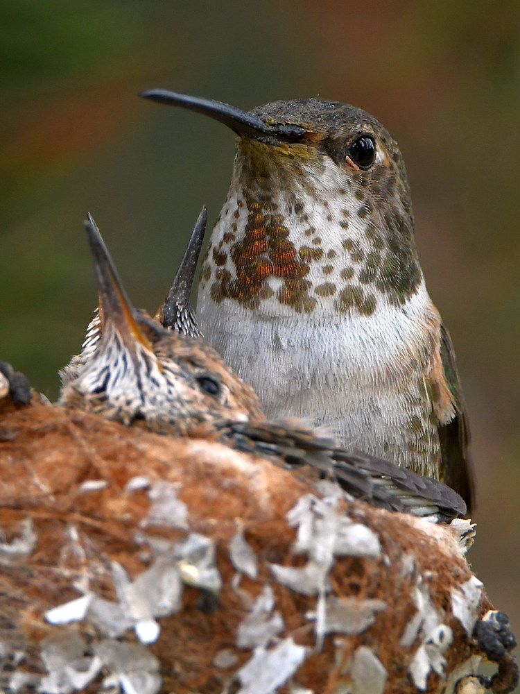 Hummer3.jpg