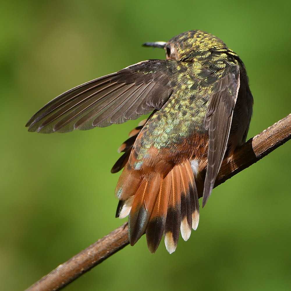 Hummer3.jpg