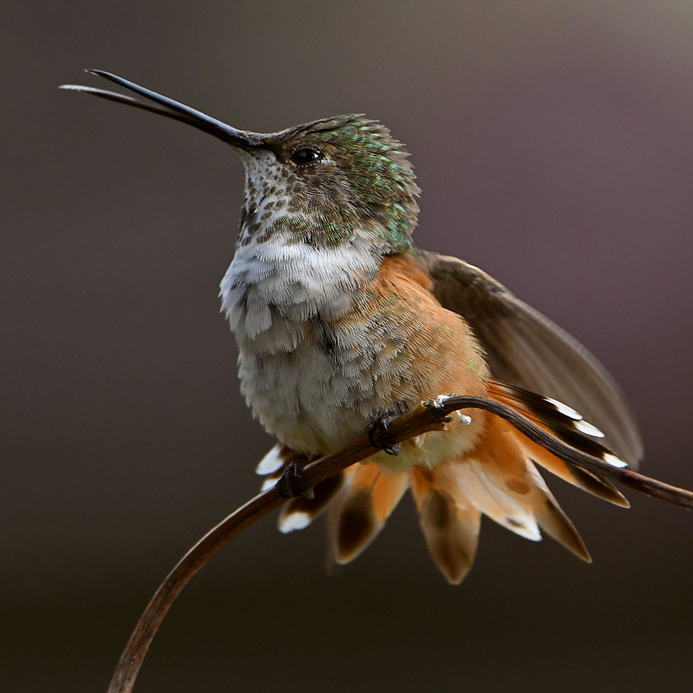 Hummer3.jpg