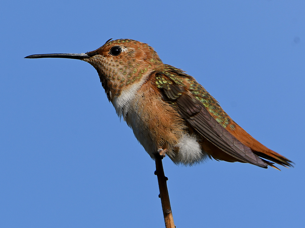 Hummer3.jpg