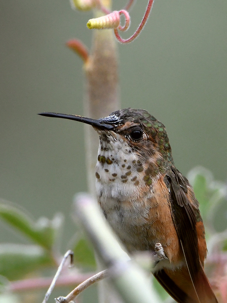 Hummer3.jpg