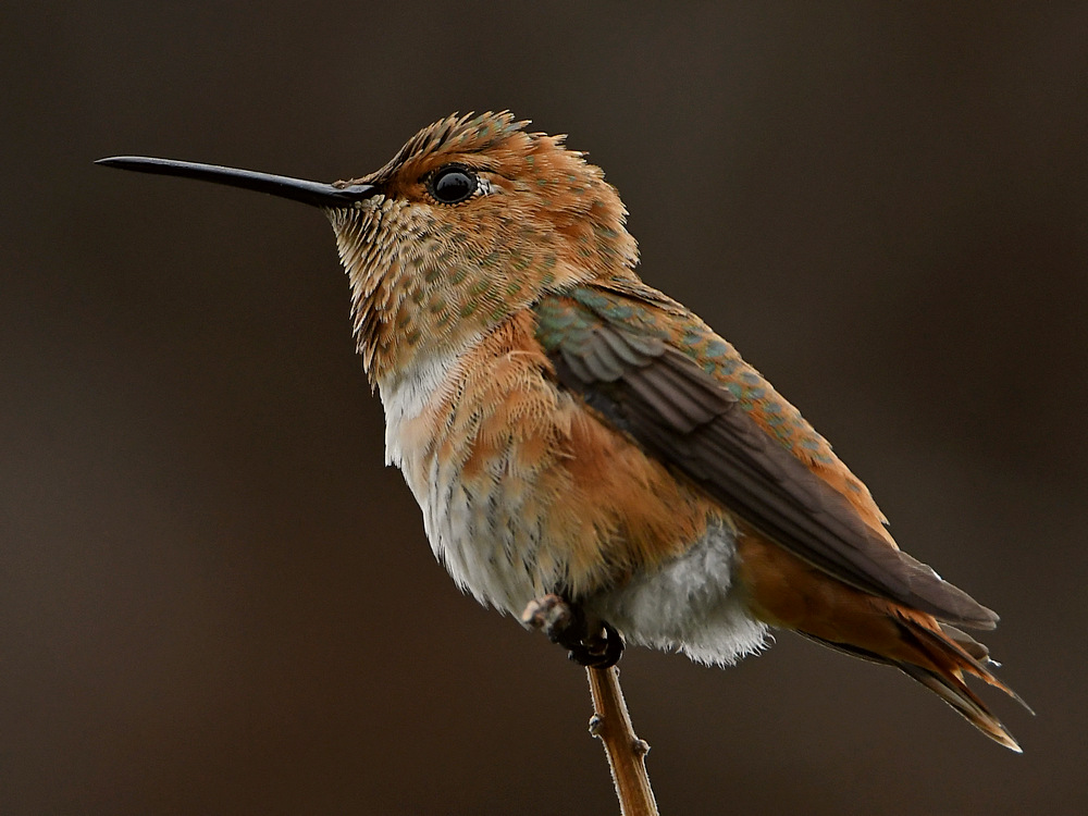 Hummer3.jpg