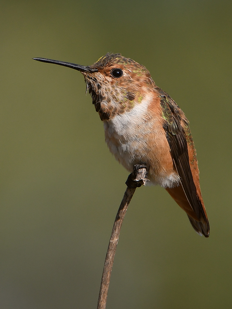 Hummer3.jpg