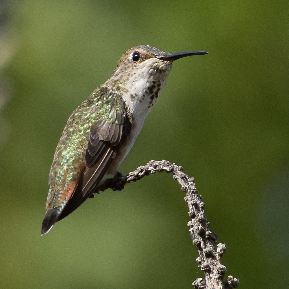 Hummer3.jpg