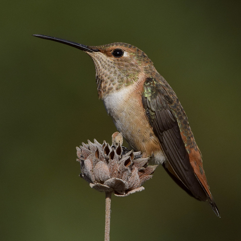 Hummer3.jpg