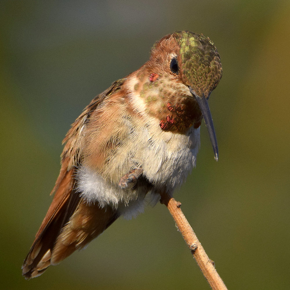 Hummer3.jpg