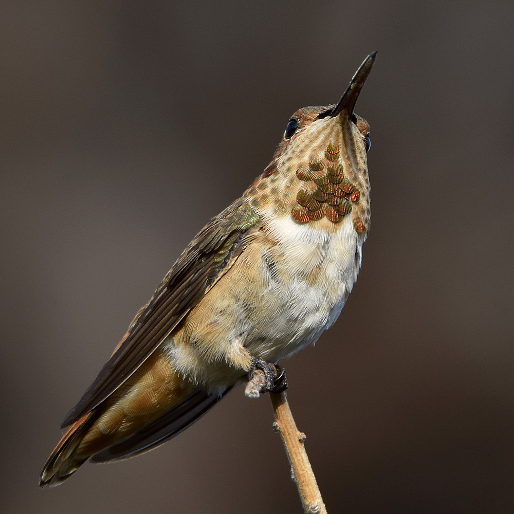 Hummer3.jpg